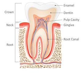 Van Nuys Root Canals | Saticoy Plaza Dentistry